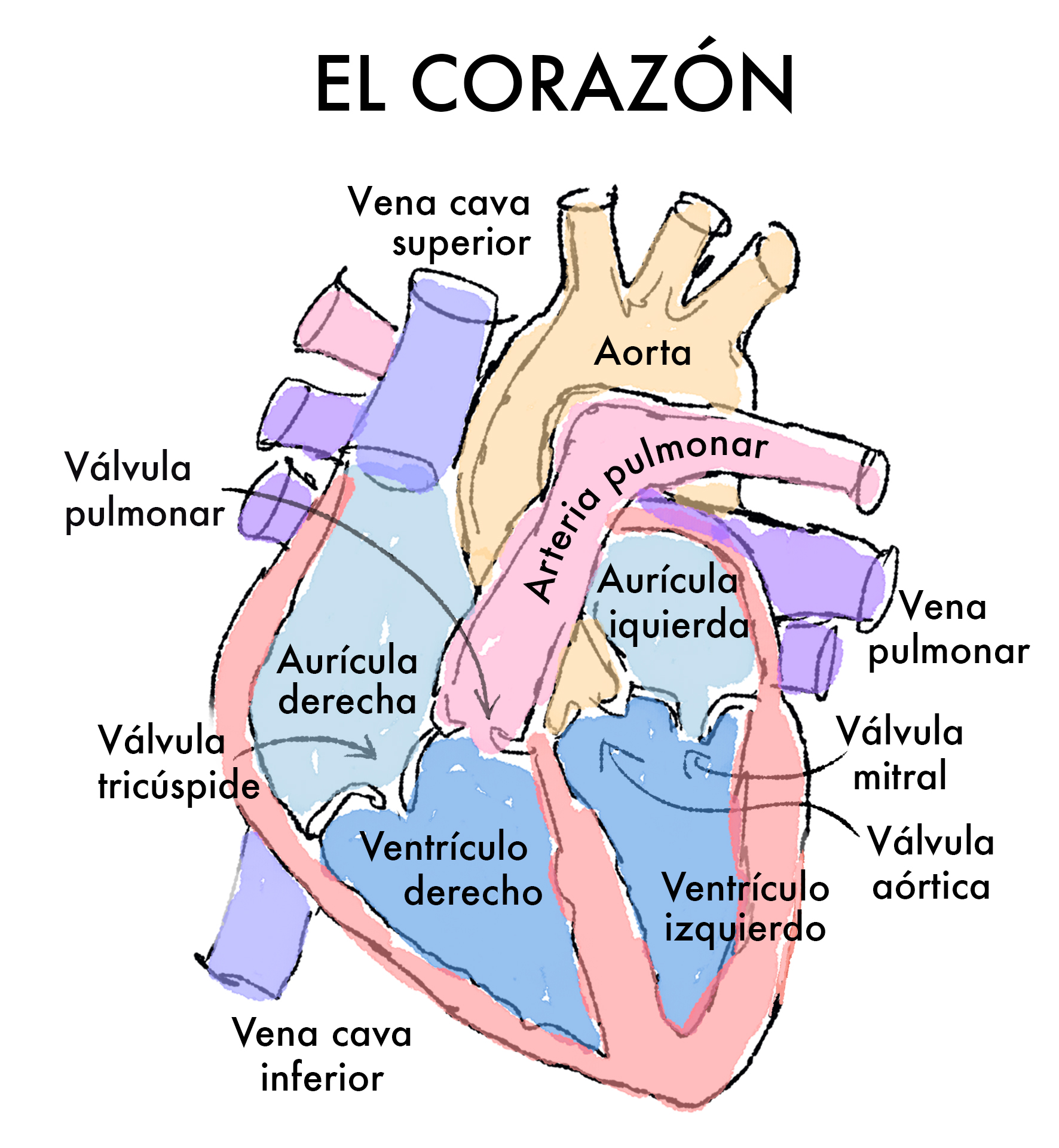 Resultado de imagen para el corazon