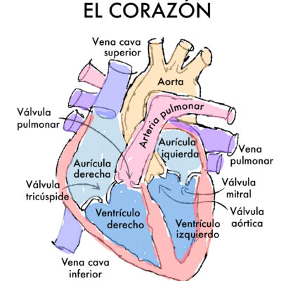 CORAZÓN Válido